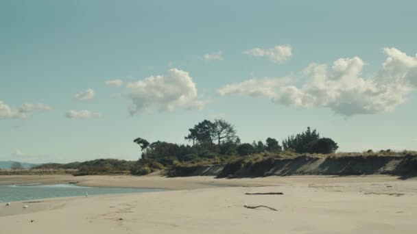 Spiaggia Sabbia Nell Isola Whakatane Con Gabbiano Che Vola — Video Stock