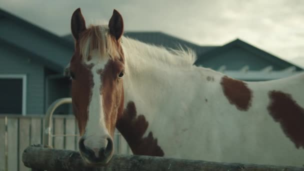 Potret Kuda Cat Putih Dan Coklat Pertanian — Stok Video