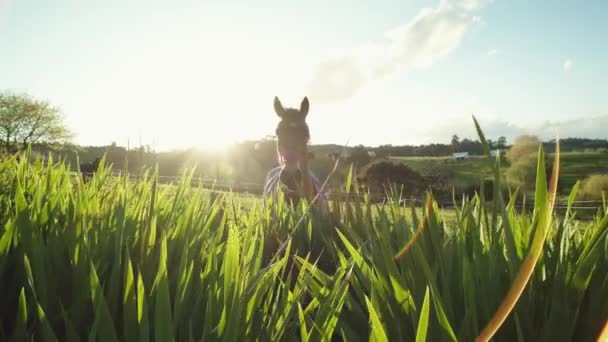 Pferd Galoppiert Zeitlupe Auf Die Kamera Sonnenstrahlen Machen Fackeln — Stockvideo
