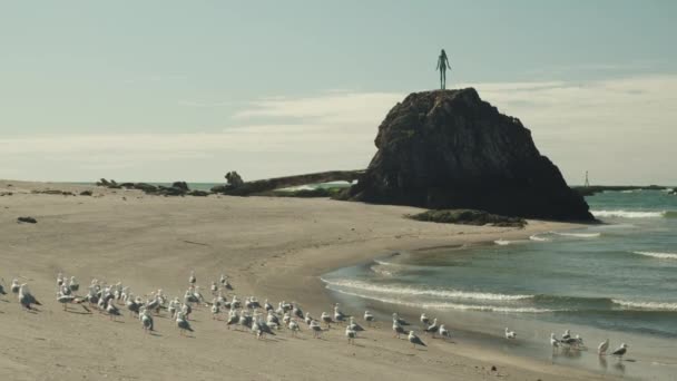 Decine Gabbiani Insieme Una Spiaggia Della Nuova Zelanda — Video Stock