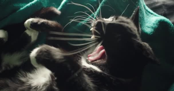 Ritratto Simpatico Gattino Bianco Nero Sbadigliare Rilassarsi Sulla Coperta Verde — Video Stock