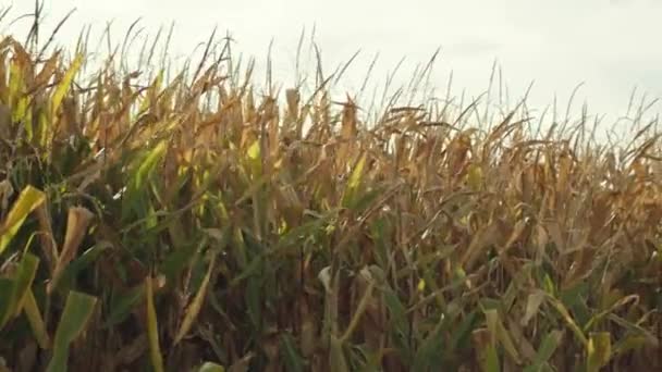 Yellow Corn Maize Field New Zealand — Stock Video