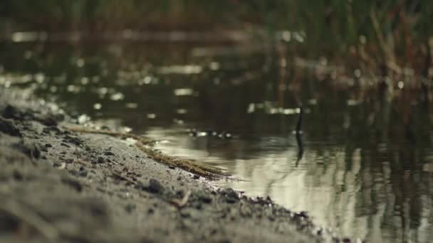 Blick Auf Den Boden Der Nähe Der Schwefelebenen Des Rotorua — Stockvideo