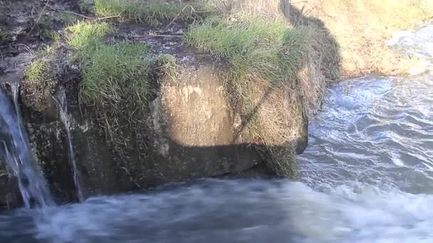 排入湖中的污水污染了水塘视频画面 — 图库视频影像
