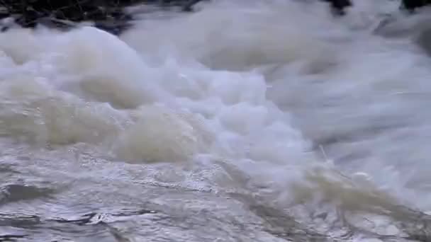 Дождевая Вода Стекающая Ручей Лесных Материалах — стоковое видео