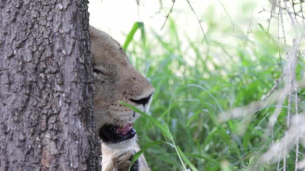 Löwengesicht Vom Baumstamm Verdeckt Hose Der Mittagshitze Afrikas — Stockvideo