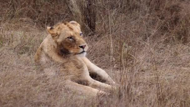 Somnoliento Juvenil Macho Africano León Yace Bostezando Mojado Savanna Hierba — Vídeos de Stock