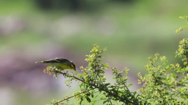 Niedlicher Flauschiger Gelber Kanarienvogel Der Auf Einem Ast Hockt Fliegt — Stockvideo