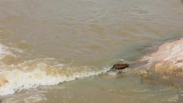 Hamerkop鳥は水の合流点に立って食べ物を探しています — ストック動画