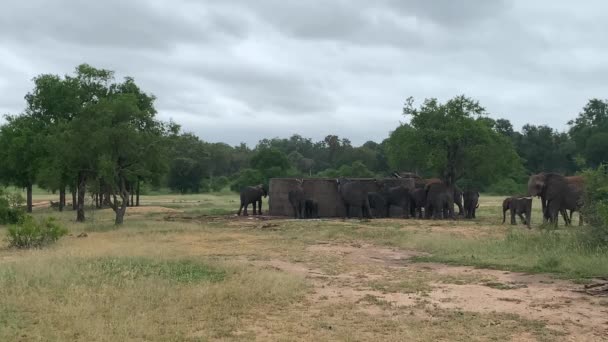 Rebanho Elefantes Reúne Uma Enorme Cisterna Para Beber Parque Nacional — Vídeo de Stock