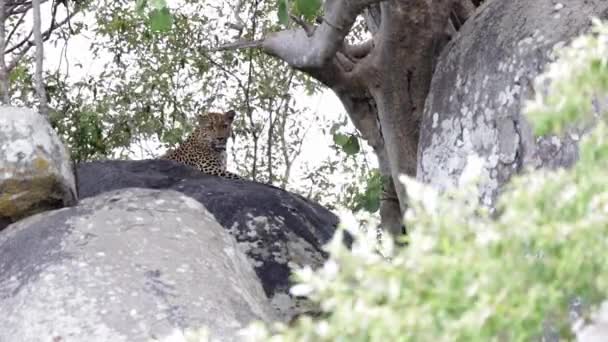 Odpočívající Leopard Užívá Velitelského Pohledu Vrcholku Velkého Afrického Balvanu — Stock video