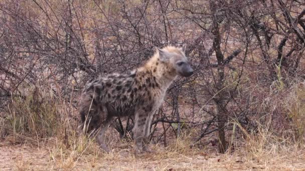 Söt Spotted Hyena Står Mitt Uttorkade Buskage Välkomnande Varmt Regn — Stockvideo