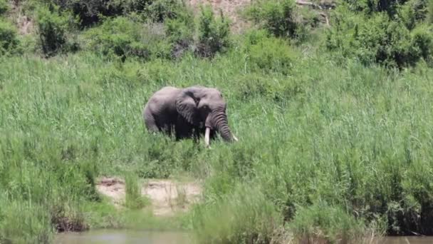 아프리카 초원에서는 엄니를 코끼리가 아프리카 대초원에서 먹는다 — 비디오