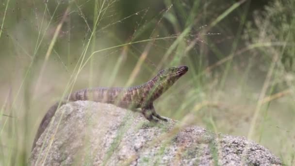 Lagarto Plateado Sienta Roca Bellamente Enmarcado Por Hierbas Primer Plano — Vídeos de Stock