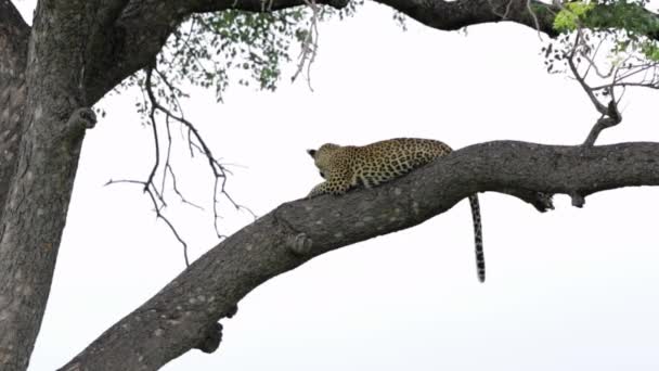 Αφρικανική Λεοπάρδαλη Απλώνεται Στο Άκρο Του Δέντρου Ενάντια Λευκό Ουρανό — Αρχείο Βίντεο