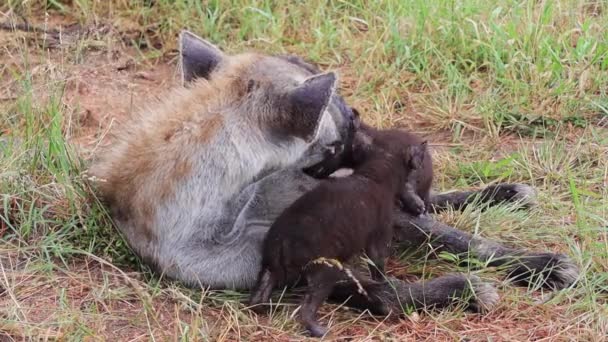 Schattige Gevlekte Hyena Welpen Worden Verzorgd Gevoed Door Hun Moeder — Stockvideo