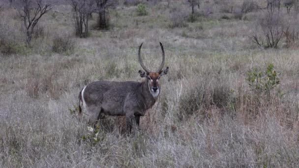 Ağır Gri Erkek Waterbuck Kameraya Hareket Etmeden Bakıyor — Stok video