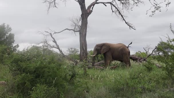 Lone Elephant Eats Grass Dead Tree Heavy Grey Overcast Sky — Stock Video