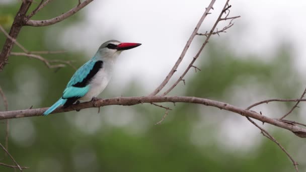 Waldeisvogel Schön Gegen Defokussierte Hintergrundanrufe — Stockvideo