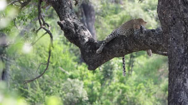 美しいヒョウはアフリカの真昼の暑さの中で大きな木の足で眠る — ストック動画