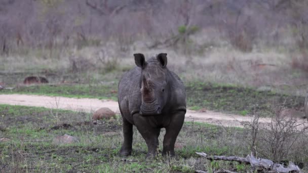 Dos Cuernos Rinoceronte Blanco Mira Los Alrededores Sabana Seca África — Vídeos de Stock