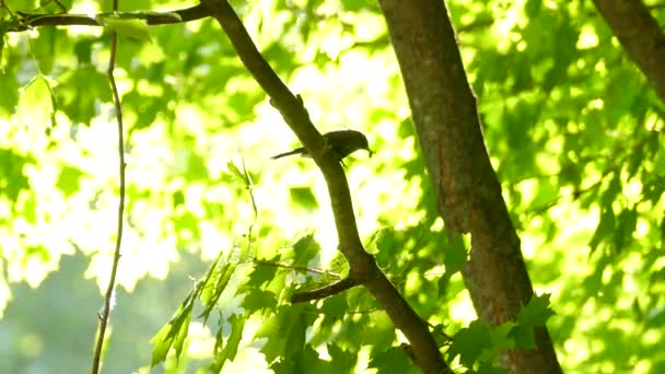 晴れた日に枝の上でくちばしで獲物を持つ鳥 ケベック カナダ 静的メディアショット — ストック動画