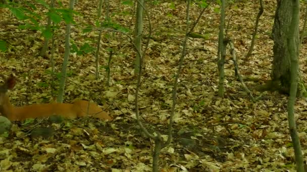 Dorosły Jeleń Spoczywający Lesie Złotym Kocu Suchych Liści — Wideo stockowe