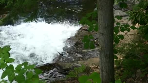 落水加拿大魁北克森林中的一个小瀑布 左方为中等射速 — 图库视频影像