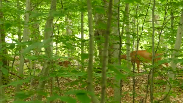 Bir Dişi Geyik Kanada Ontario Yavrusuyla Birlikte Orta Yakınlaşmak Için — Stok video