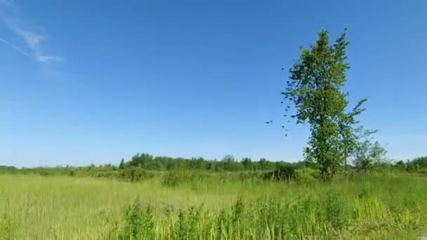 Weg Naar Een Boom Een Open Plek Terwijl Een Zwerm — Stockvideo