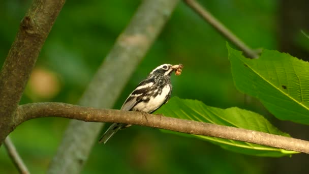 Een Zwart Wit Warbler Een Tak Met Prooi Quebec Canada — Stockvideo