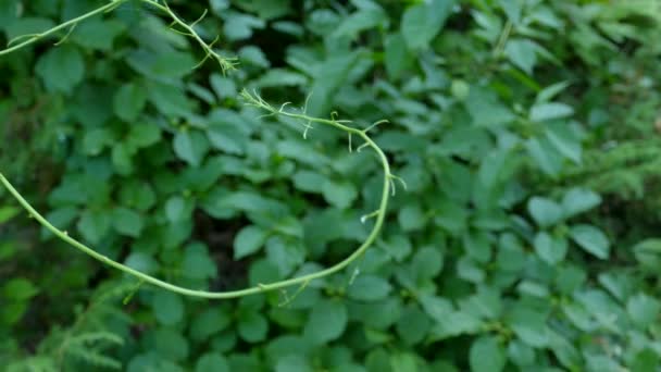 Duas Pequenas Videiras Encontram Meio Uma Floresta Ontário Canadá Tiro — Vídeo de Stock