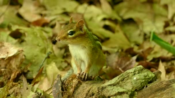 Esquilo Floresta Observando Cuidadosamente — Vídeo de Stock