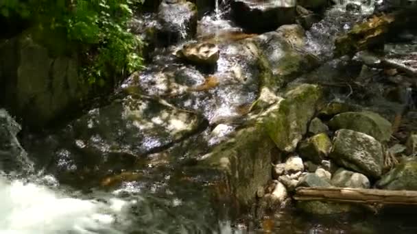 加拿大安大略省森林里的小瀑布 右中弹盘 — 图库视频影像