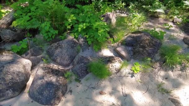 Tiro Horizontal Uma Área Arborizada Com Areia Pedras Lugar Perfeito — Vídeo de Stock