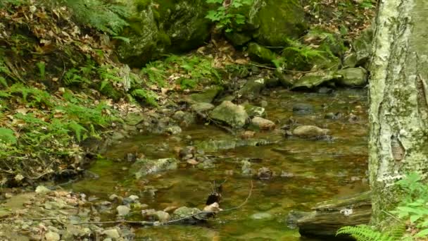 清澈清澈的溪流在荒野中泛着许多岩石和植物 野生鸟类饮水 — 图库视频影像