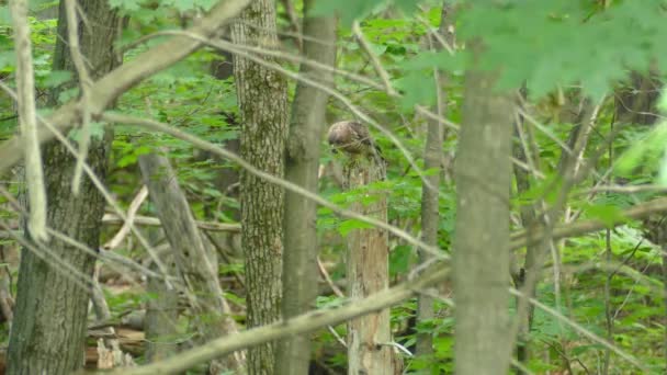 Aufnahme Eines Jungen Coopers Hawk Der Einem Baum Mitten Wald — Stockvideo