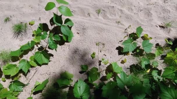 自然の中で砂浜から成長する植物の緑の色の葉のパンニングショット 自然の中で美しい晴れた日の屋外 — ストック動画