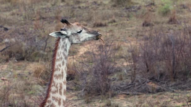 Yakın Zamanda Yağan Yağmurdan Sonra Zürafa Afrika Sahnesine Bakan Kemikleri — Stok video