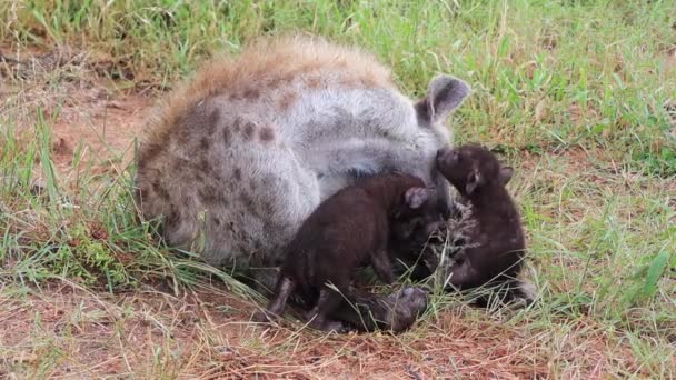 Schattige Schattige Gevlekte Hyena Welpen Savanne Met Verzorgende Moeder — Stockvideo