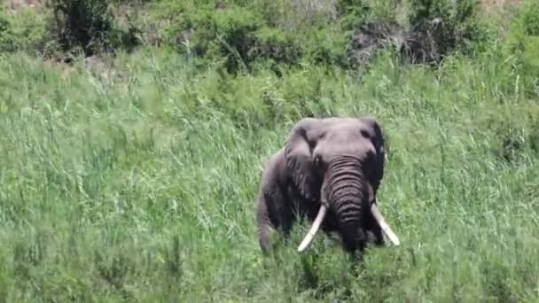 Elefantul Tusker Mare Mănâncă Iarbă Verde Înaltă Savana Africană Briză — Videoclip de stoc