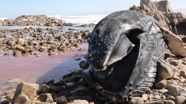 死んだザトウクジラの死体を近くの岩場のビーチに洗い上げたパン — ストック動画