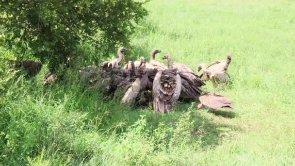 Grote Kudde Van White Backed Vultures Concurreren Vechten Bij Aas — Stockvideo