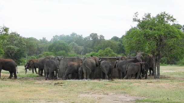 克鲁格Np的大象群从大型混凝土蓄水池中喝水 — 图库视频影像