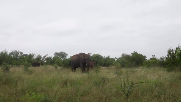 Elefante Adulto Savana Verde Exuberante Protege Pele Com Camada Poeira — Vídeo de Stock