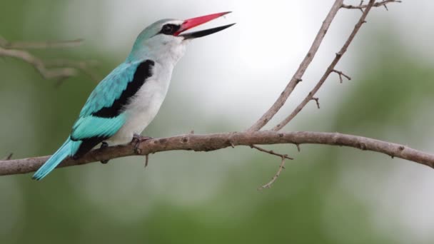 Teal Woodland Kingfisher Ültetett Vibrál Amikor Hangzó — Stock videók