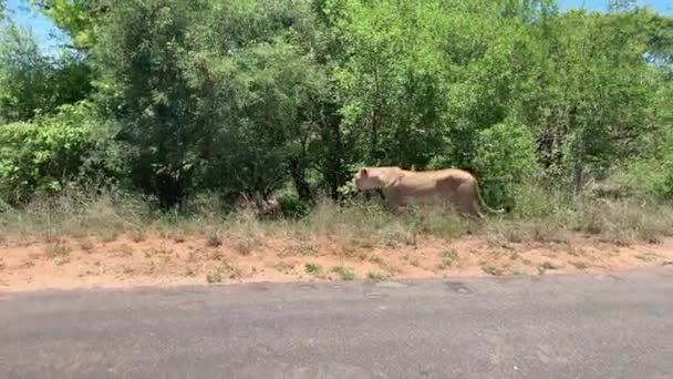 Lean Femelle Lion Africain Quitte Route Marche Dans Fossé Ombragé — Video