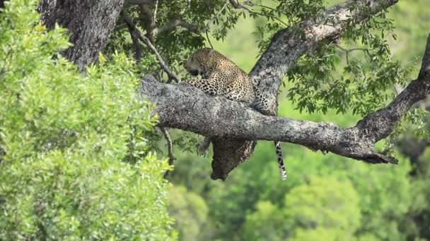 Sonnenfleckiger Leopard Ruht Heißen Tagen Afrika Auf Großen Ästen — Stockvideo