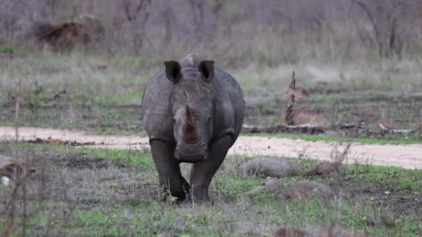 Scratched White Rhino Walks African Savanna Dirt Road — Stock Video