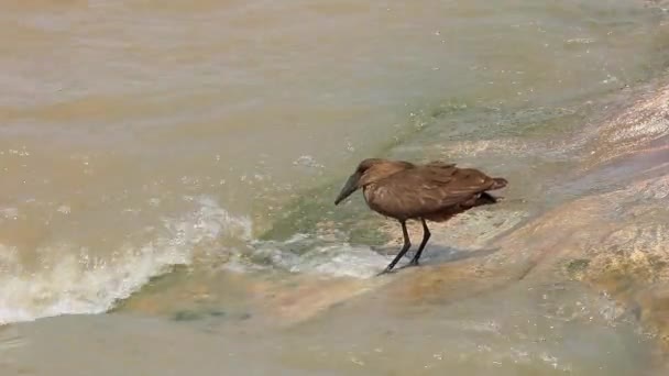 Pájaro Hamerkop Aspecto Único Pie Aguas Rápidas Busca Peces — Vídeos de Stock